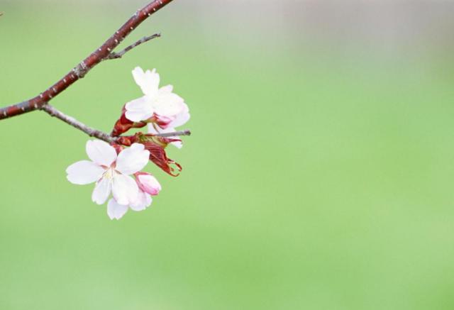 銀桃花貪歡，桃花盛宴中的情感糾纏在線閱讀