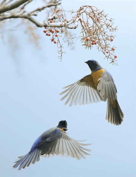 比翼鳥與葚鈺的奇幻故事，在線閱讀新體驗(yàn)之旅